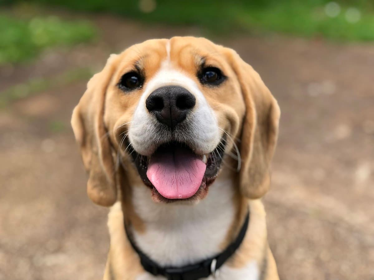 Boldog, mosolygós beagle a kozmetika után