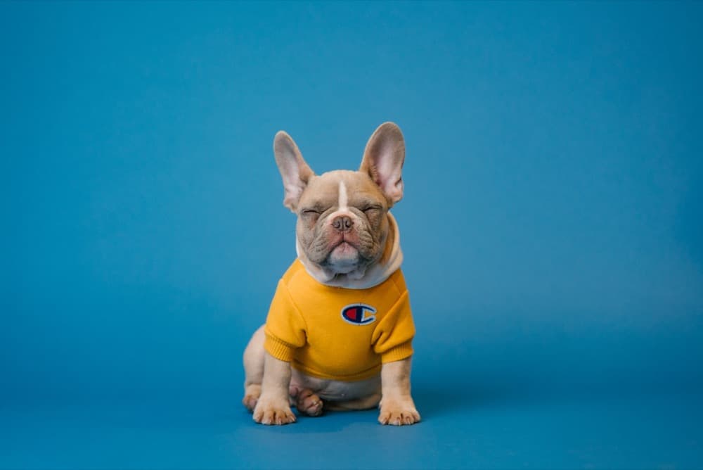 Ápolt krémszínű francia bulldog portré