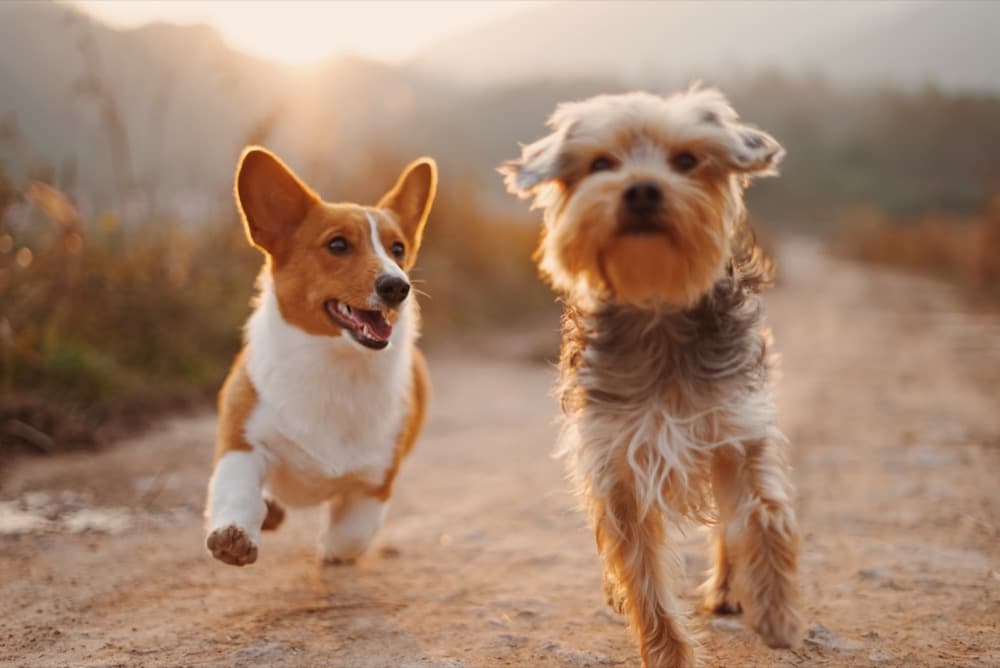 Vidám corgi és yorkshire terrier sétál