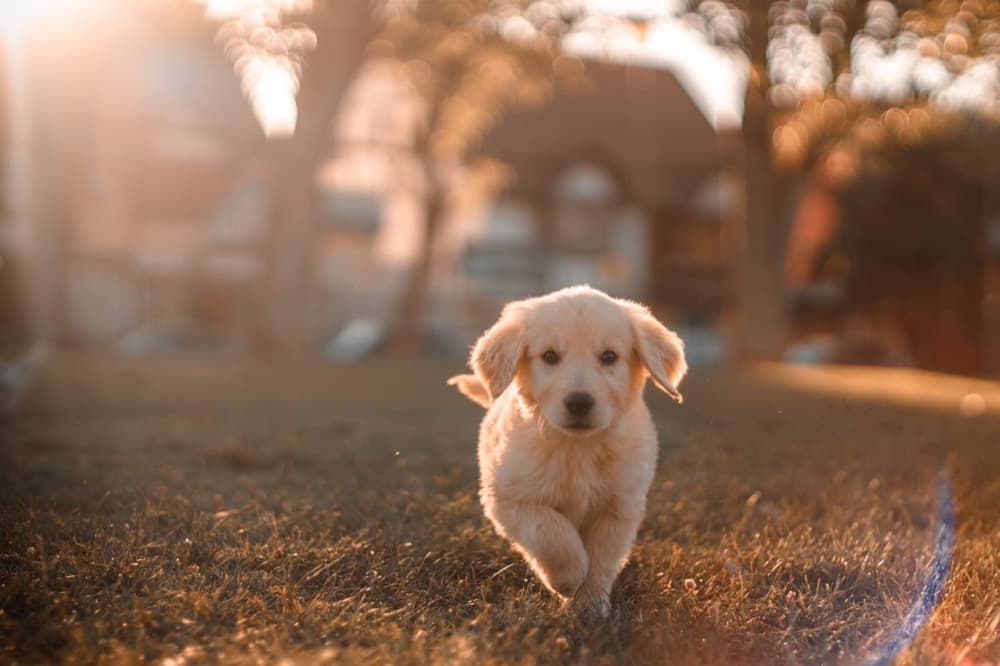 Aranyos retriever kölyök a réten